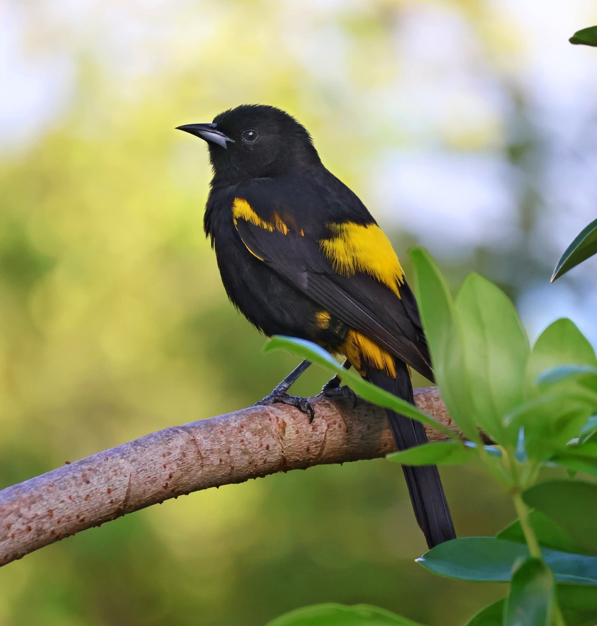Hispaniolan Oriole (Icterus dominicensis), photo 4