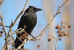 Carrion Crow - Photo (c) Giuss95, some rights reserved (CC BY-NC-SA)