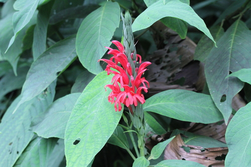 Cardinal's guard (Pachystachys coccinea)