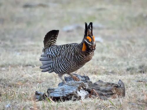 Greater Prairie-Chicken