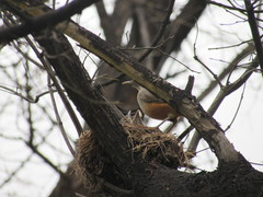 Turdus rufiventris