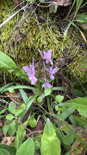 Roman Orchid (Dactylorhiza romana)