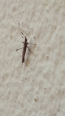 Berytinae