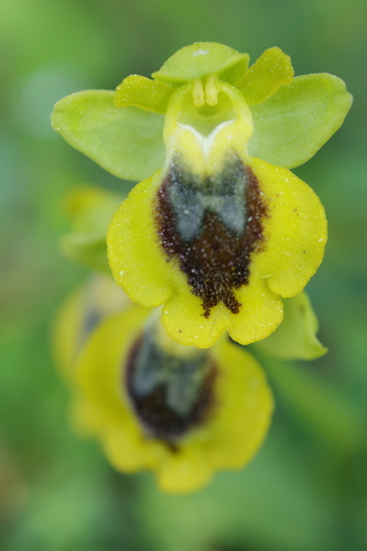 Yellow Bee-orchid