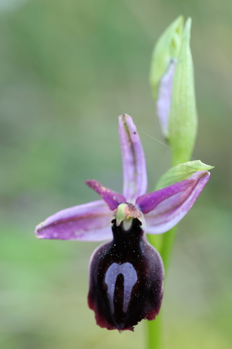 Horseshoe Orchid