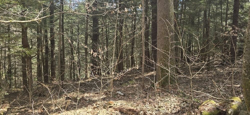 American Beech