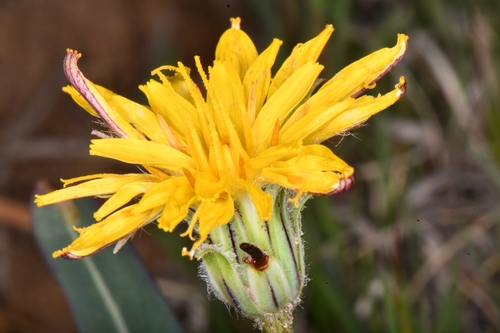 intermountain dandelion (Agoseris parviflora)