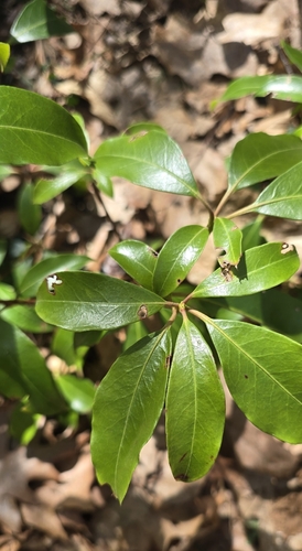Mountain Laurel