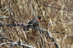 Agelaius phoeniceus