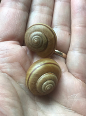 Helminthoglypta fieldi