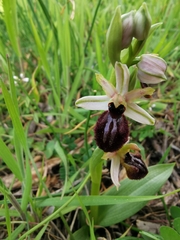 Ophrys exaltata arachnitiformis