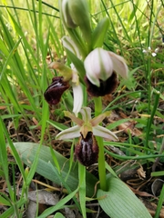 Ophrys exaltata arachnitiformis