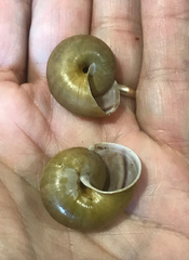 Helminthoglypta fieldi