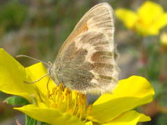 Coenonympha tullia