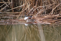 Spatula clypeata