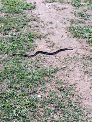 Brown Musurana