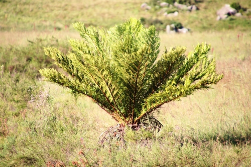 Cyathea image