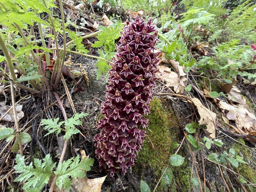 California groundcone (Kopsiopsis strobilacea)