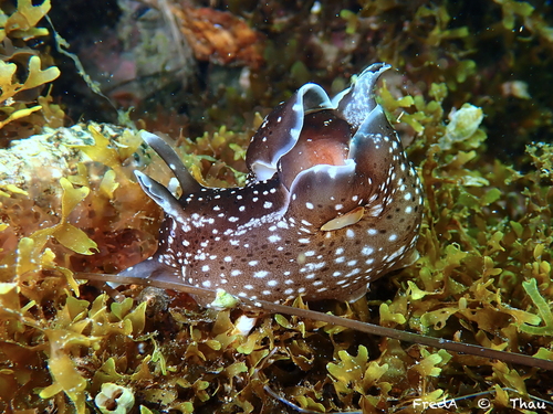 Spotted Seahare