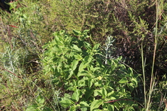 Leonotis ocymifolia image