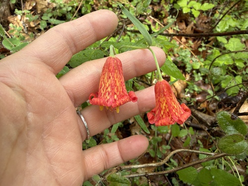 scarlet fritillary (Fritillaria recurva)
