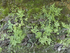 Pentagramma triangularis