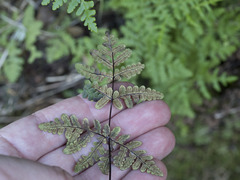 Pentagramma triangularis