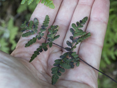 Pentagramma triangularis