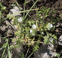 Nemophila pedunculata