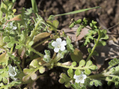 Nemophila pedunculata