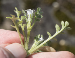 Nemophila pedunculata