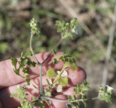 Nemophila pedunculata
