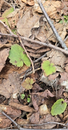 Creeping Foamflower