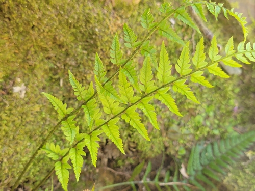 Polystichum luctuosum