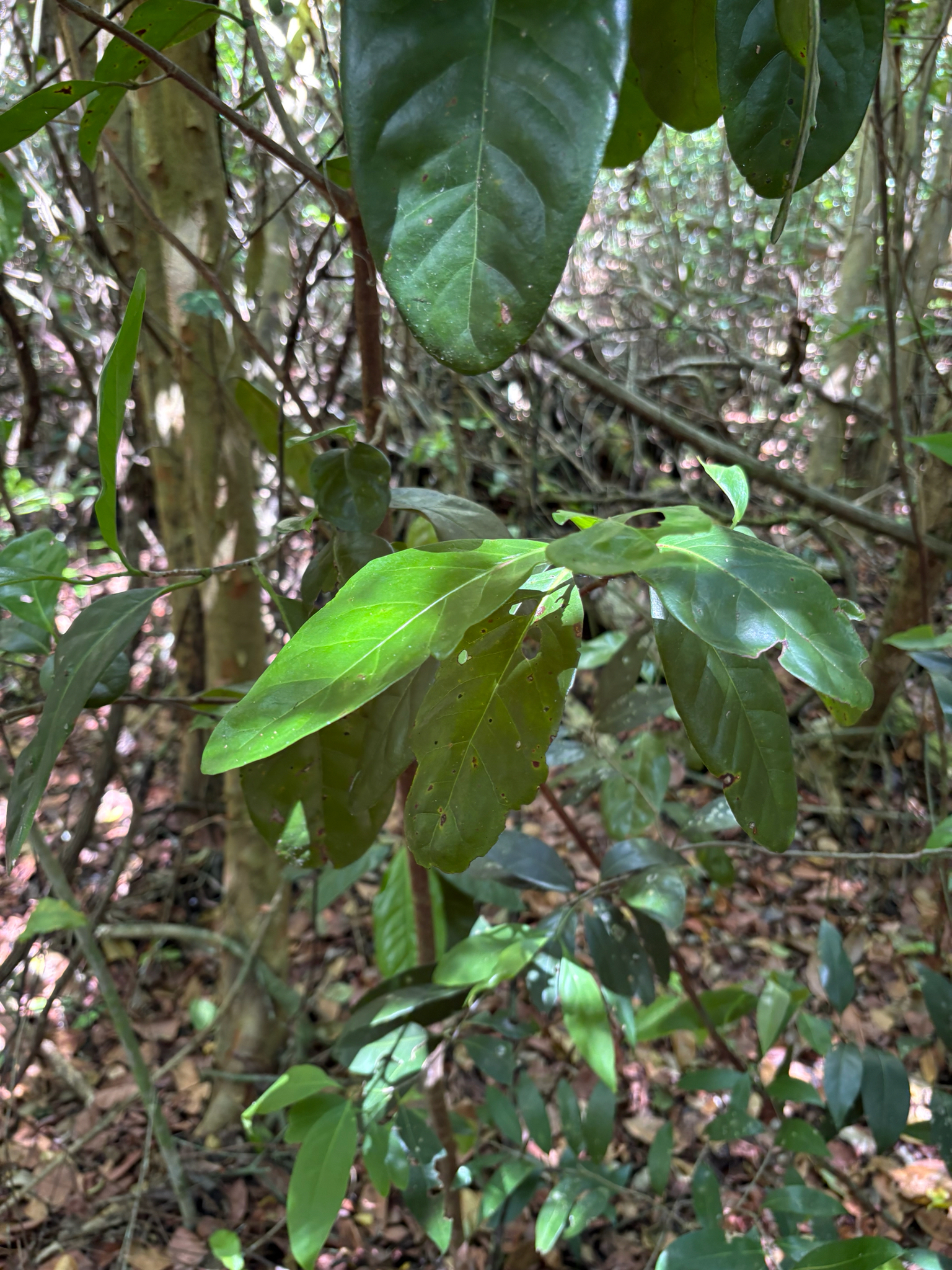 Pigeon Plum (Coccoloba diversifolia)