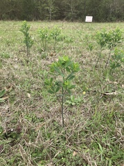 Baptisia nuttalliana