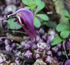 Lathraea clandestina