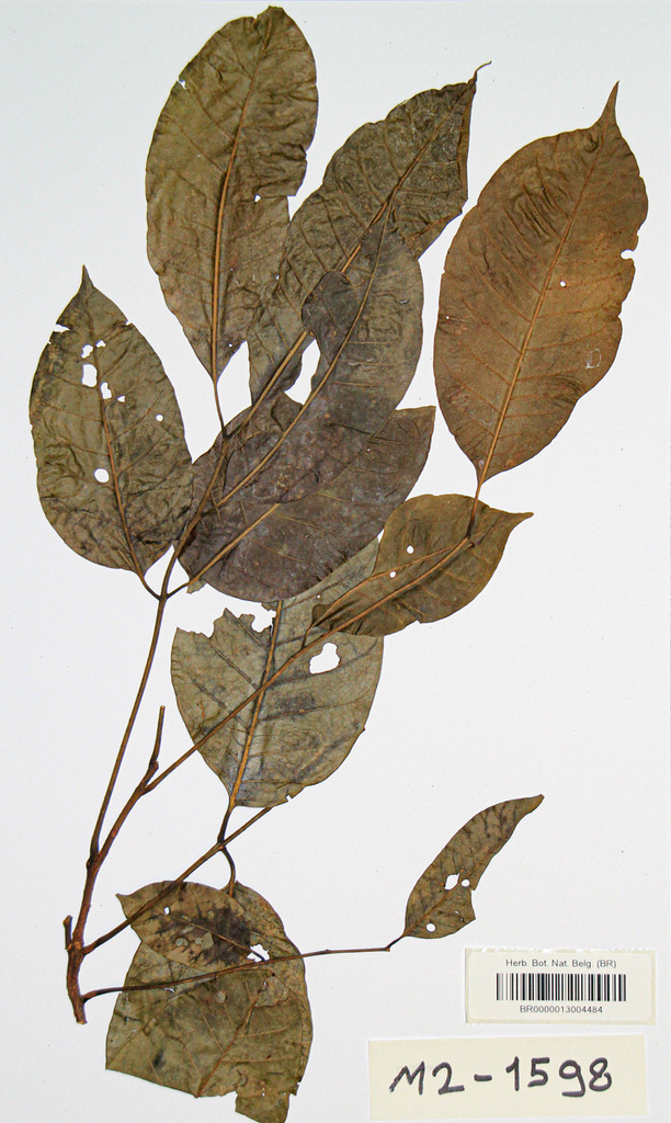 Trichilia gilletii