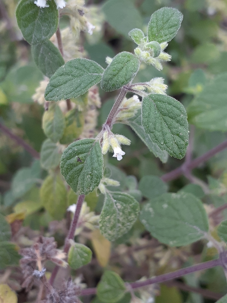 Minthostachys verticillata