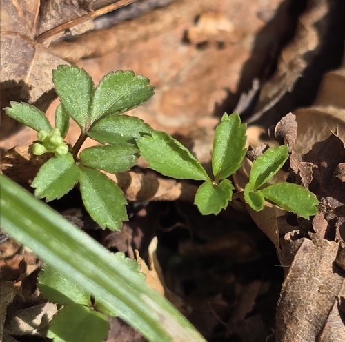 dwarf ginseng