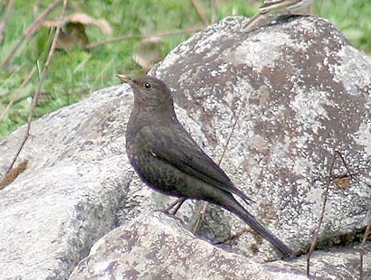 Tibetan Blackbird