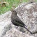 Tibetan Blackbird - Photo (c) Jimfbleak, some rights reserved (CC BY-SA)