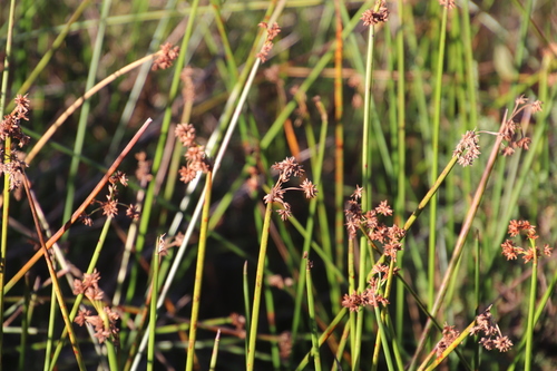 Schoenoplectus corymbosus image