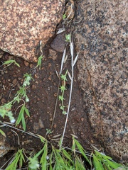 Harpagonella palmeri