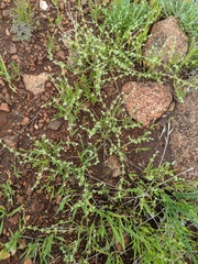 Harpagonella palmeri