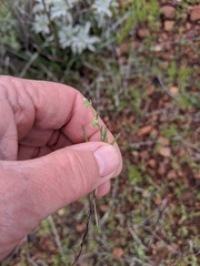 Harpagonella palmeri