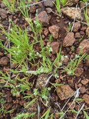 Harpagonella palmeri