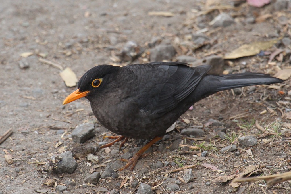 Indian Blackbird (Turdus simillimus) photo