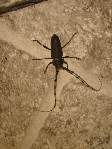 Dorcacerus barbatus