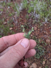Harpagonella palmeri